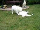 Nanoucq and Boyar playing