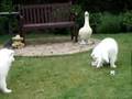 Nanoucq and Boyar playing