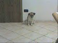 Lula - Un cane non troppo sveglio Lula - Un cane non troppo sveglio