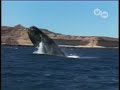 Biologia: Ballenas Documental whale documentary