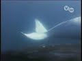 Biologia: Ballenas Documental whale documentary