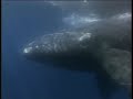Biologia: Ballenas Documental whale documentary