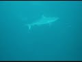 tropic-air-landing.html