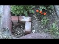 Celebrate Your Waste: Greywater System #2 Celebrate Your Waste: Greywater System #2