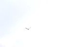 Faucon hobereau hobby falco subbuteo Faucon hobereau hobby falco subbuteo