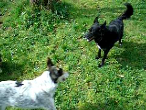 video pensione per cani e gatti - roma