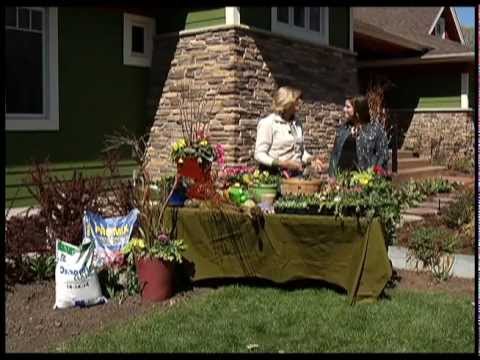 how to fertilize cyclamen