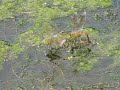??????Anax parthenope???Video 01 ??????Anax parthenope???Video 01