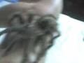 videos de Gertrudis 3.3gp