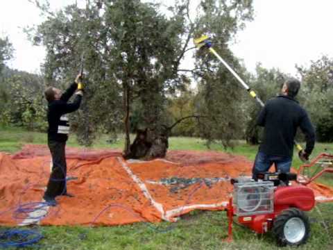 how to harvest olives by hand