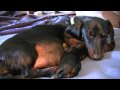 Dachshund - 2nd Puppy Birth