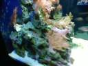 Biocube 29 Biocube 29