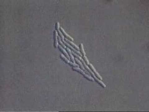 how to isolate spore forming bacteria