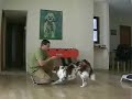 Dog Clicker Training - Teaching Your Dog to Take a Bow