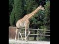 Giraffe Music Video