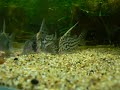 ?????????????Corydoras SCHWARTZI