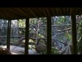 Proboscis Monkey Feeding Session At Singapore Zoo