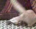 Sweet Henry Penry
