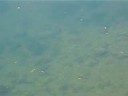 Brown trout in the river Loue Brown trout in the river Loue