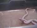 Corn Snake Pinky Eating 3-25-06