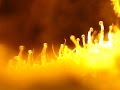 Scoping the Glandular Trichome