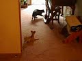 Killer Chihuahua