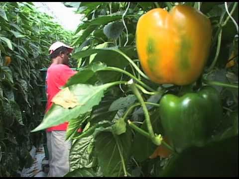 how to harvest vegetables