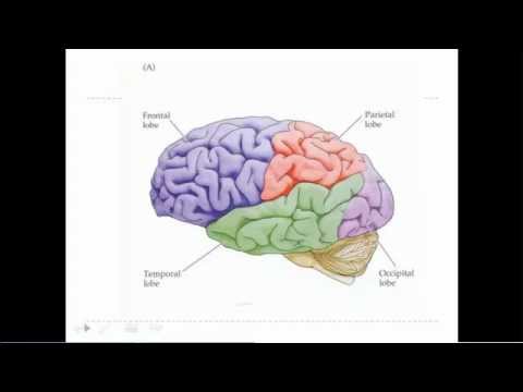 rehabilitation - Stroke rehabilitation - http://strokerehabonline.com/video/ - click the link to discover powerful stroke rehabilitation exercises, tips and hints.