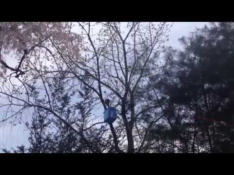 how to get a cat out of a tree