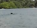 Daisy the Kayaking Dog!
