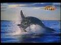 ＜サメ－Shark111－＞ホオジロザメ3