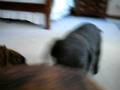 videos de Some of my MEAN doggies.
