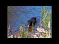 Madison river and Sparrow