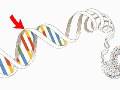 Chromosomes