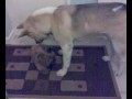 dogs china & japan.3gp