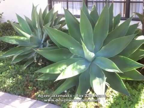 how to transplant agave cuttings