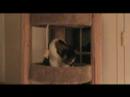 Boring Cat Video