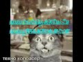 cat kedi kafa.html