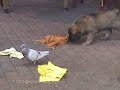 Leonberger pups meet pigeon / Duif op bezoek bij pups Leonberger pups meet pigeon / Duif op bezoek bij pups