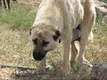 Kangal dogs from the region of Sivas 2