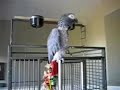 Very Talkative Parrot