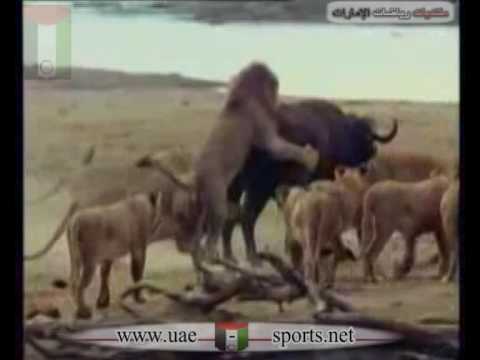 زب أسود كبير