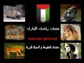 Lions Hunt Buffalo أسود تفترس جاموس كبير www.uae-sports.net