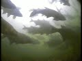 Bream Shoal at Bell Weirpool on the Thames Bream Shoal at Bell Weirpool on the Thames