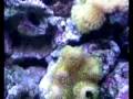 videos de nano wavebox in 52'' tank