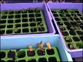 Gardening with chilis