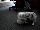 moby vs  tribble
