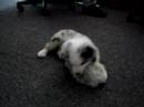 Moby vs. Tribble Moby vs. Tribble