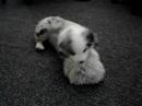moby vs  tribble