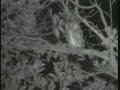 white faced scops owl WE 1-7 white faced scops owl WE 1-7